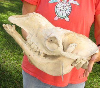 C-Grade 15" Camel Skull - $75