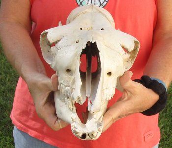 C-Grade 15" Camel Skull - $75