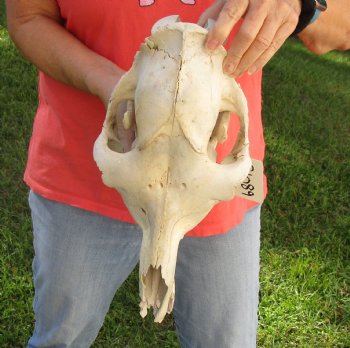 C-Grade 15" Camel Skull - $75