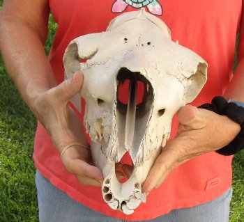 C-Grade 14" Camel Skull - $75