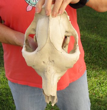 C-Grade 14" Camel Skull - $75