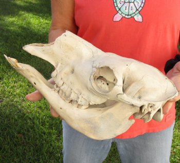 C-Grade 14" Camel Skull - $75