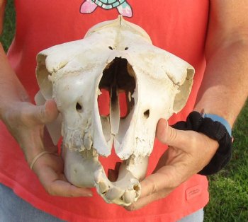 14" Camel Skull , available for sale $95