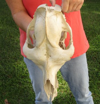 14" Camel Skull , available for sale $95