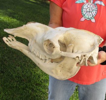 14" Camel Skull , available for sale $95