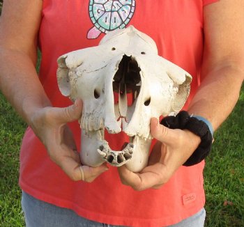 C-Grade 15" Camel Skull - $75