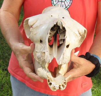 C-Grade 15" Camel Skull - $75