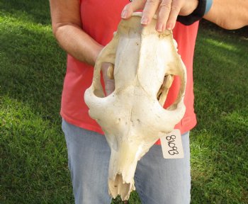 C-Grade 15" Camel Skull - $75