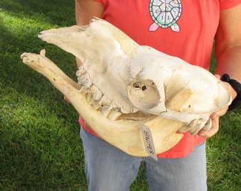 C-Grade 15" Camel Skull - $75