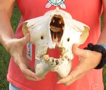 C-Grade 15" Camel Skull - $95