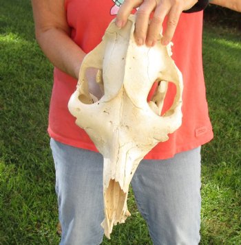 C-Grade 15" Camel Skull - $95