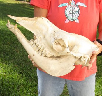 C-Grade 15" Camel Skull - $95