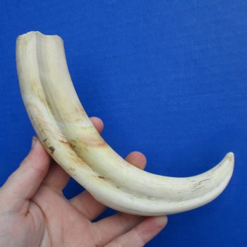 9" Ivory Tusk from African Warthog - $32