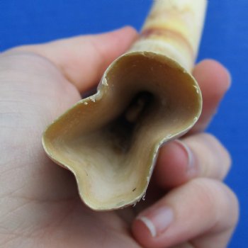 9" Ivory Tusk from African Warthog - $32