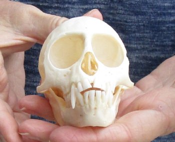 For Sale 3-1/2" Female African Vervet Monkey Skull $100 (CITES P-000023748)