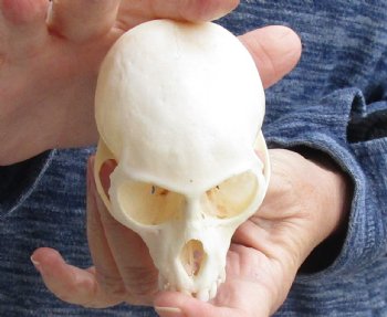 For Sale 3-1/2" Female African Vervet Monkey Skull $100 (CITES P-000023748)