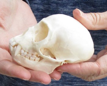 For Sale 3-1/2" Female African Vervet Monkey Skull $100 (CITES P-000023748)