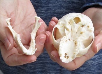 For Sale 3-1/2" Female African Vervet Monkey Skull $100 (CITES P-000023748)