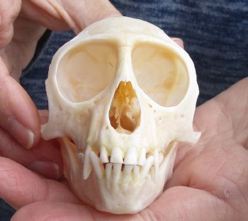 For Sale 3-1/2" Female African Vervet Monkey Skull $100 (CITES P-000023748)