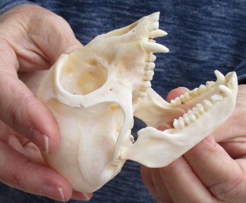 For Sale 3-1/2" Female African Vervet Monkey Skull $100 (CITES P-000023748)