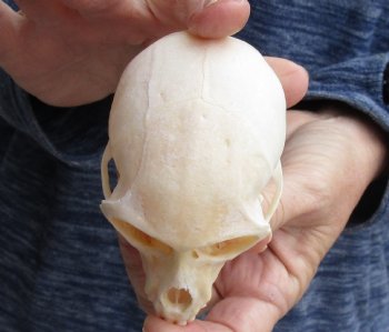 For Sale 3-1/2" Female African Vervet Monkey Skull $100 (CITES P-000023748)