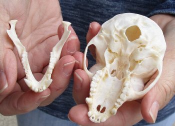 For Sale 3-1/2" Female African Vervet Monkey Skull $100 (CITES P-000023748)