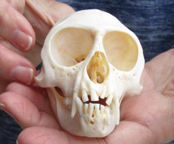 Buy this B-Grade 3-1/2" Female African Vervet Monkey Skull - $75 (CITES P-000023748)