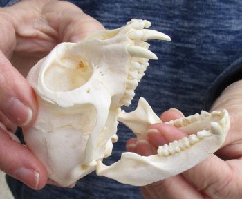 Buy this B-Grade 3-1/2" Female African Vervet Monkey Skull - $75 (CITES P-000023748)