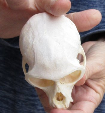 Buy this B-Grade 3-1/2" Female African Vervet Monkey Skull - $75 (CITES P-000023748)