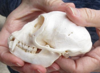 Buy this B-Grade 3-1/2" Female African Vervet Monkey Skull - $75 (CITES P-000023748)