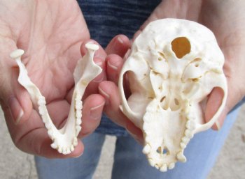 Buy this B-Grade 3-1/2" Female African Vervet Monkey Skull - $75 (CITES P-000023748)