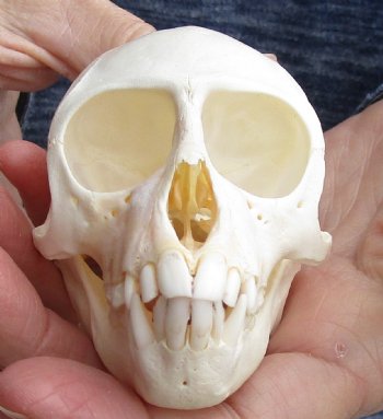 For Sale 3-3/4" Female African Vervet Monkey Skull $100 (CITES P-000023748)