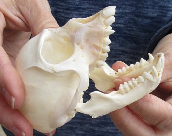 For Sale 3-3/4" Female African Vervet Monkey Skull $100 (CITES P-000023748)