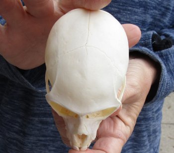 For Sale 3-3/4" Female African Vervet Monkey Skull $100 (CITES P-000023748)