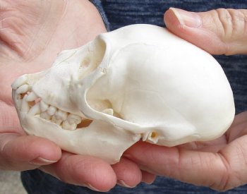 For Sale 3-3/4" Female African Vervet Monkey Skull $100 (CITES P-000023748)