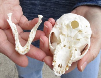 For Sale 3-3/4" Female African Vervet Monkey Skull $100 (CITES P-000023748)