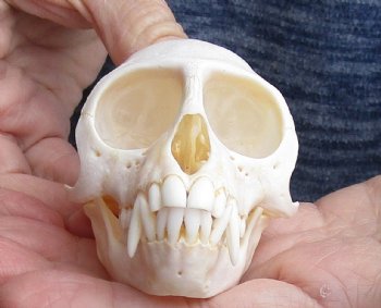 For Sale 3-1/2" Female African Vervet Monkey Skull $100 (CITES P-000023748)