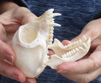 For Sale 3-1/2" Female African Vervet Monkey Skull $100 (CITES P-000023748)