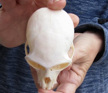 For Sale 3-1/2" Female African Vervet Monkey Skull $100 (CITES P-000023748)