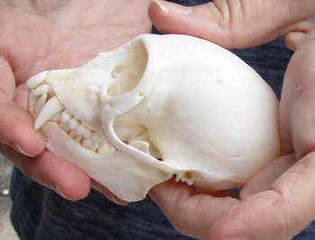 For Sale 3-1/2" Female African Vervet Monkey Skull $100 (CITES P-000023748)