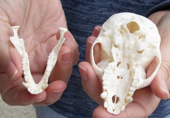 For Sale 3-1/2" Female African Vervet Monkey Skull $100 (CITES P-000023748)