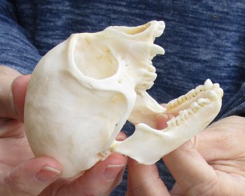 Buy this 3-1/2" Juvenile African Vervet Monkey Skull - $75 (CITES P-000023748)