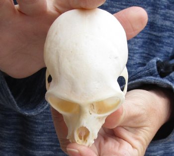 Buy this 3-1/2" Juvenile African Vervet Monkey Skull - $75 (CITES P-000023748)