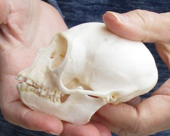 Buy this 3-1/2" Juvenile African Vervet Monkey Skull - $75 (CITES P-000023748)