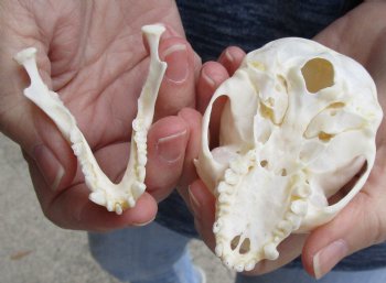 Buy this 3-1/2" Juvenile African Vervet Monkey Skull - $75 (CITES P-000023748)