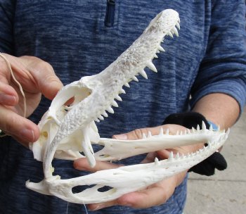 This is a Real Florida Alligator Skull, 7-1/2 inches, For Sale for $60