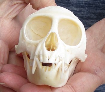 4" Male African Vervet Monkey Skull For Sale for $125 (CITES P-000023748)