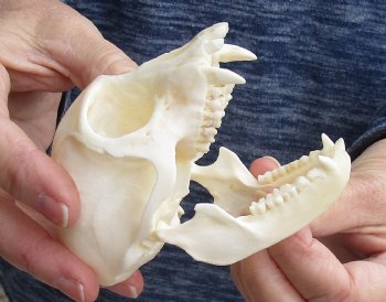 4" Male African Vervet Monkey Skull For Sale for $125 (CITES P-000023748)