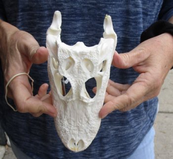 This is a Real Florida Alligator Skull, 7-1/2 inches, For Sale for $60