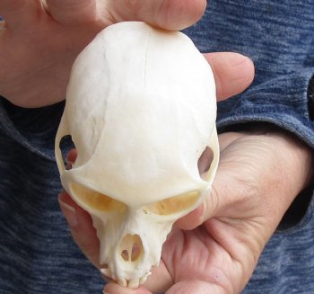 4" Male African Vervet Monkey Skull For Sale for $125 (CITES P-000023748)